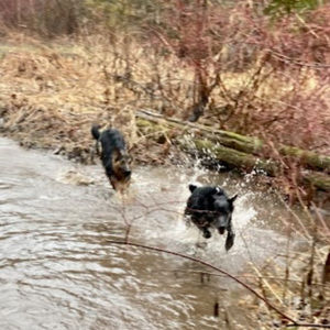 Meet your Posher, Reese